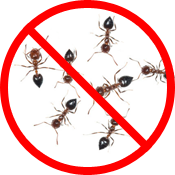 Pest Control - Ants