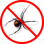 Pest Control - Spiders