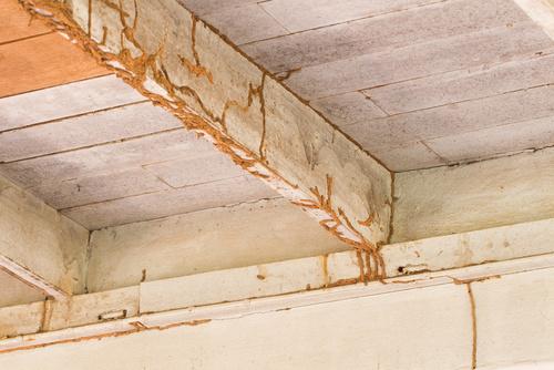 Termite Inspection - Ipswich